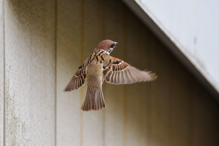 Bird as a symbol of immortality