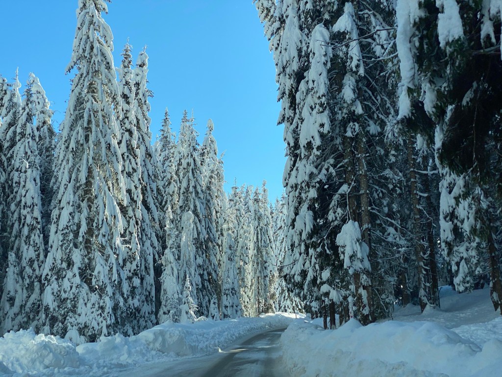Spruce trees, winter