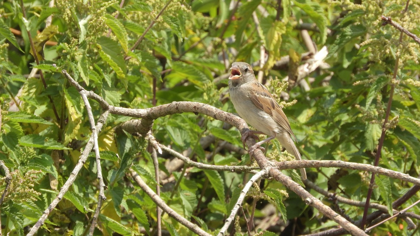 bird singing in trees