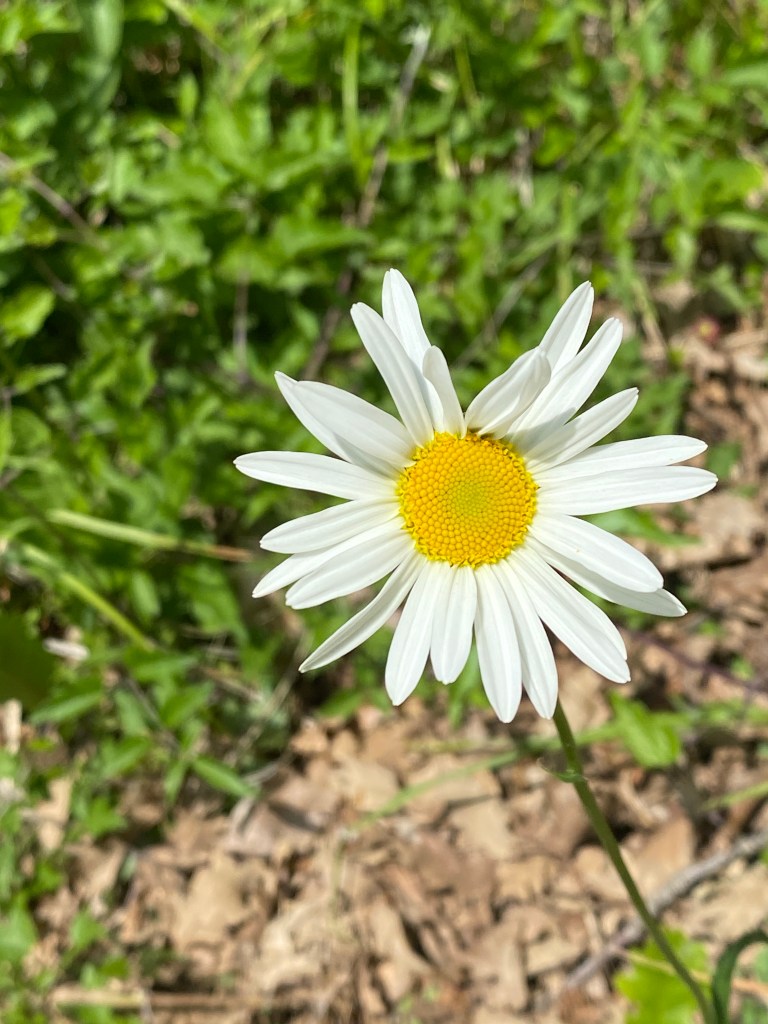 Chamomile flower