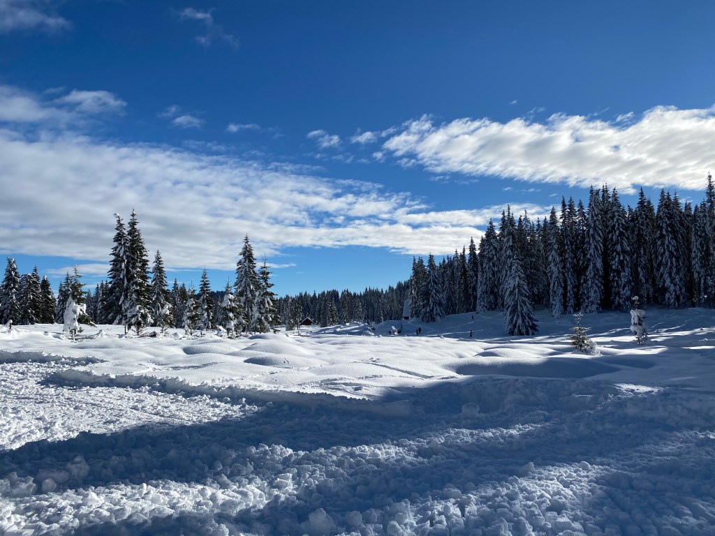 Forest, snow, winter