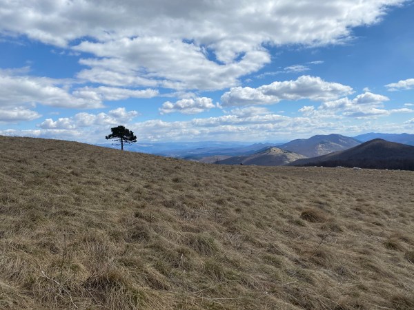 Lone tree on mountainside