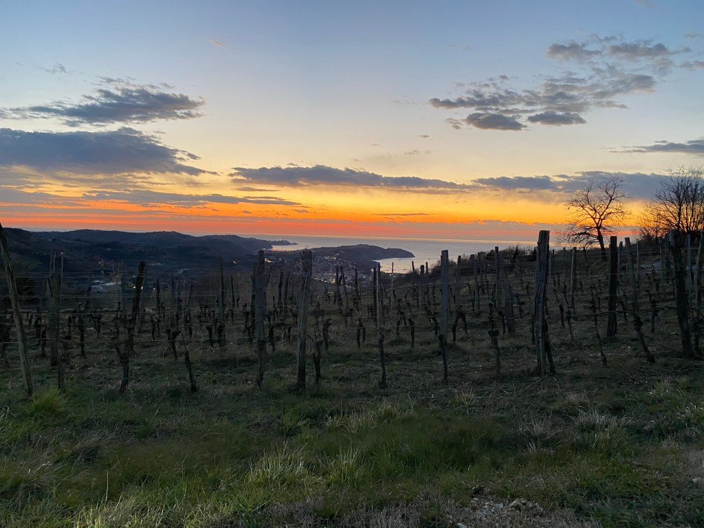 vineyard, sunset, sea