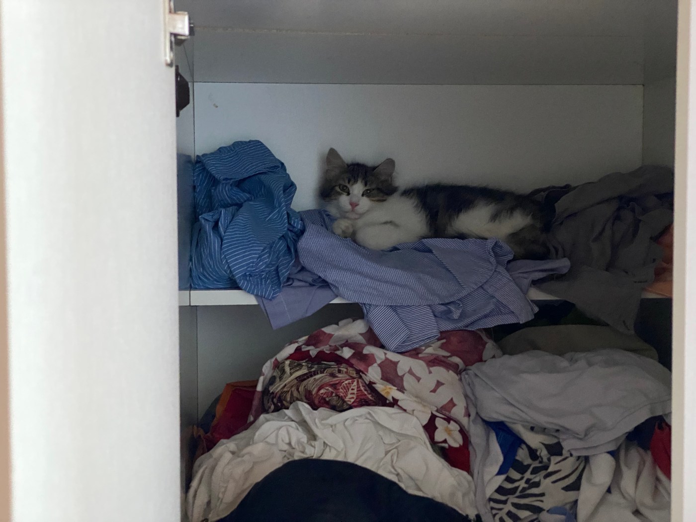 cat in a cupboard