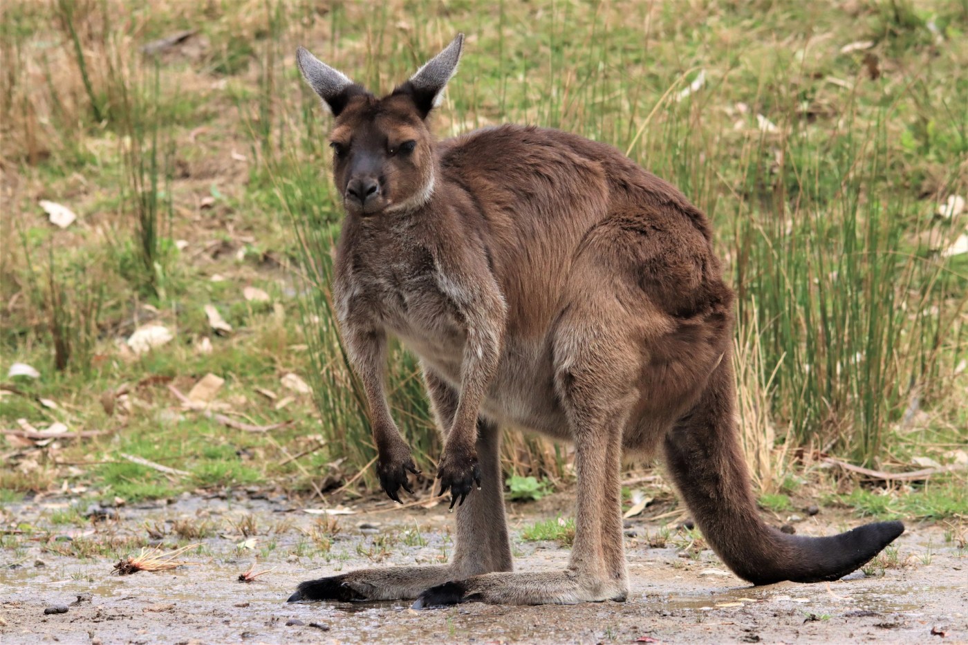 Kangaroo looking mean
