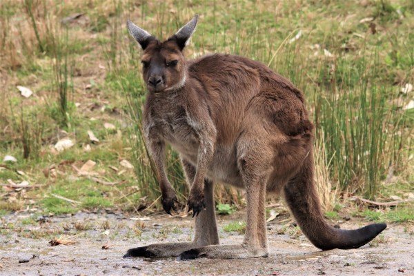 Kangaroo looking mean