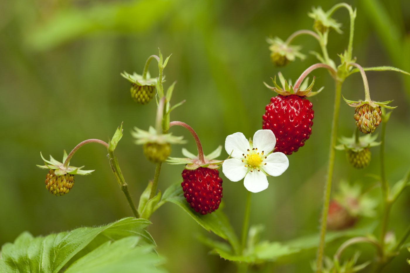 Strawberry Picking