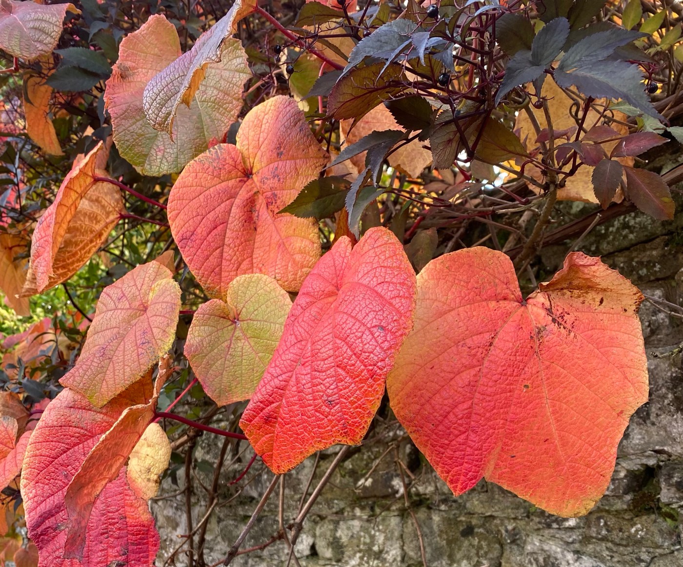 brightly coloured autumn leaves
