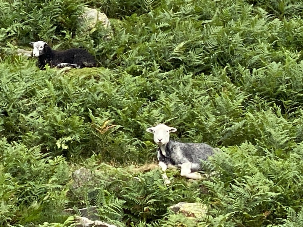 Herdwick Sheep among bracken