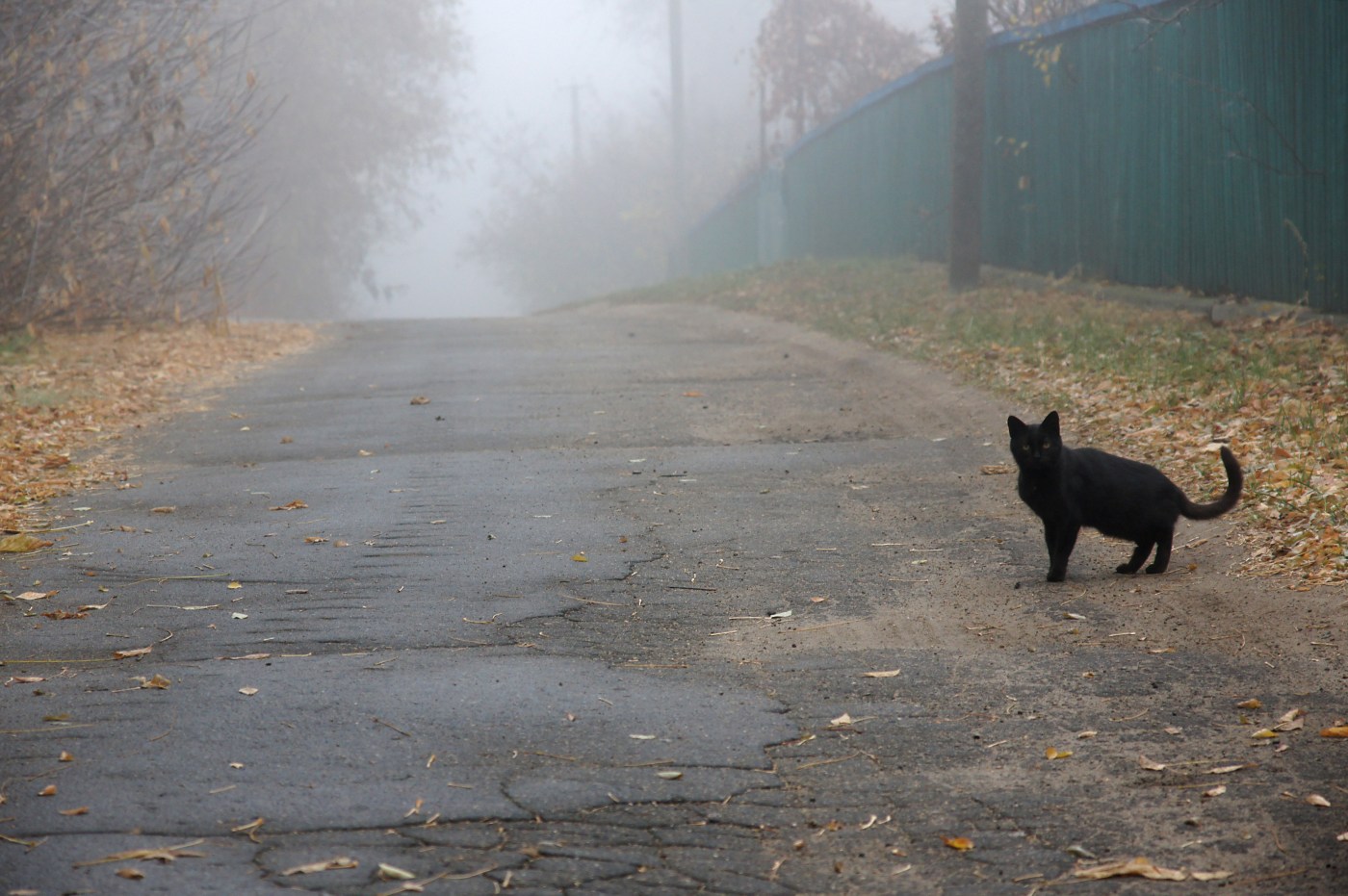 black cat crossing path
