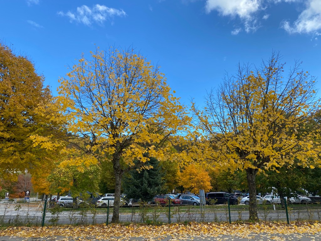 yellow trees