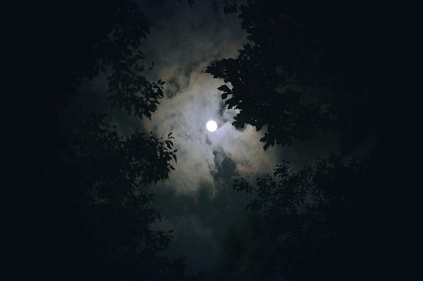 Moonlit night