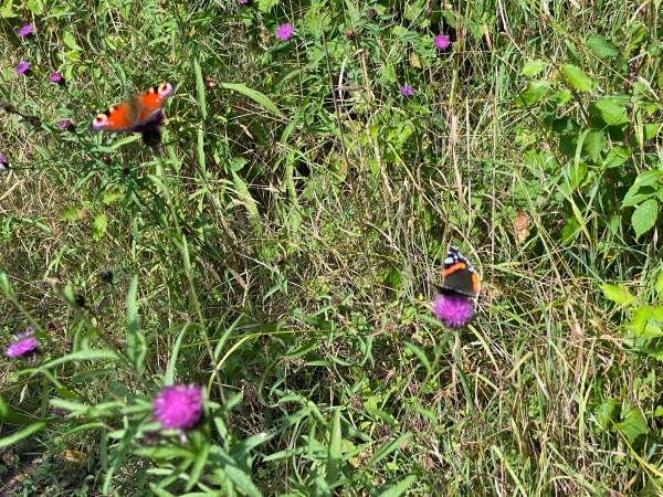 butterflies in thistle plants