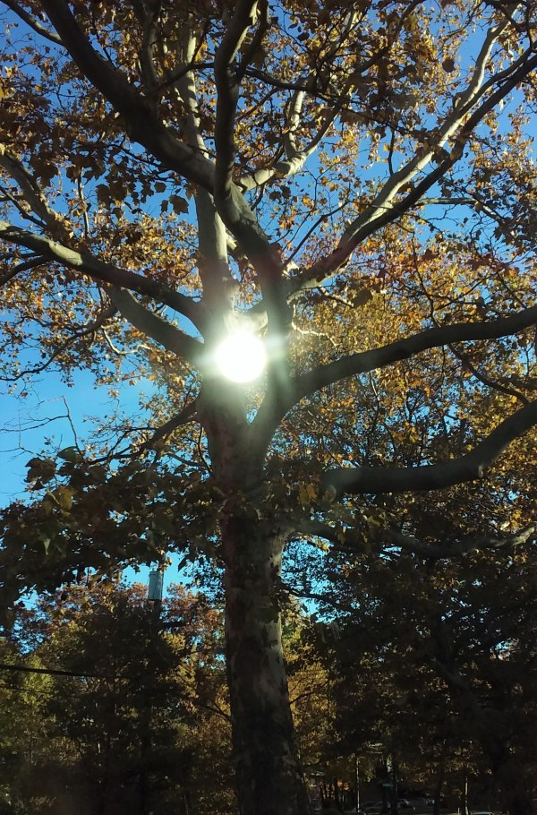 Sycamore, Sweet Street