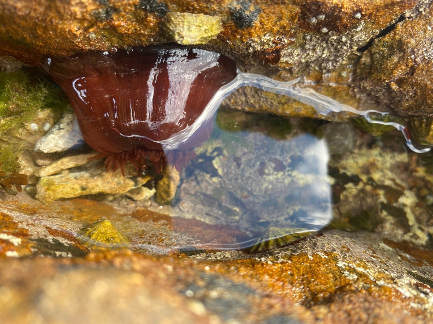 sea anemone in rockpool