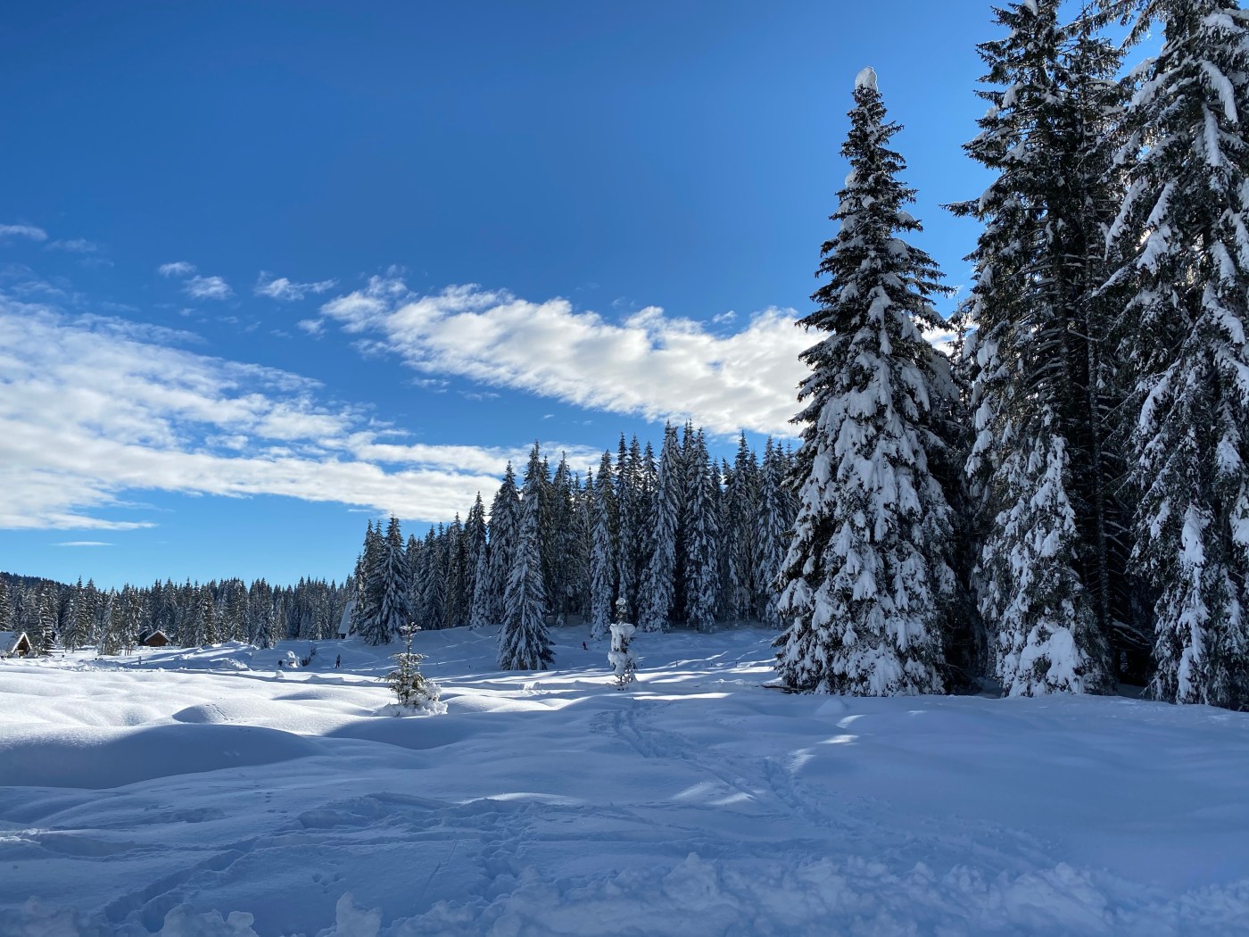 Mountain, trees, snow