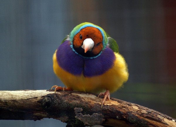 chirpy, fluffy bird