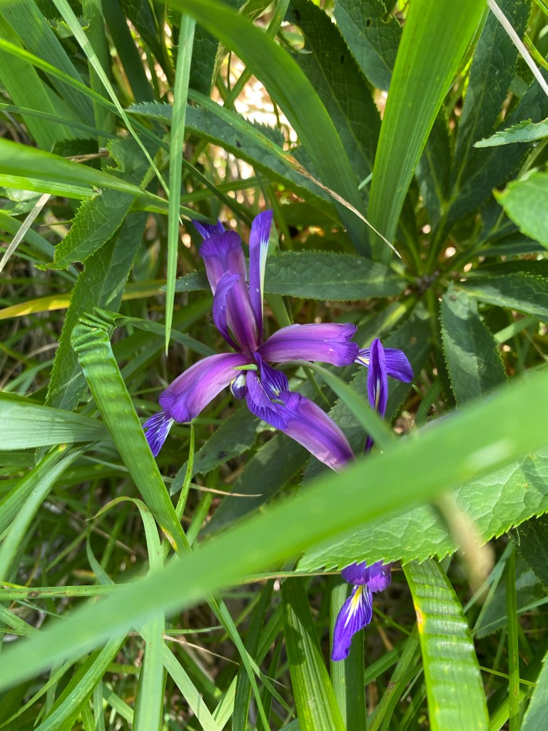 Iris flower