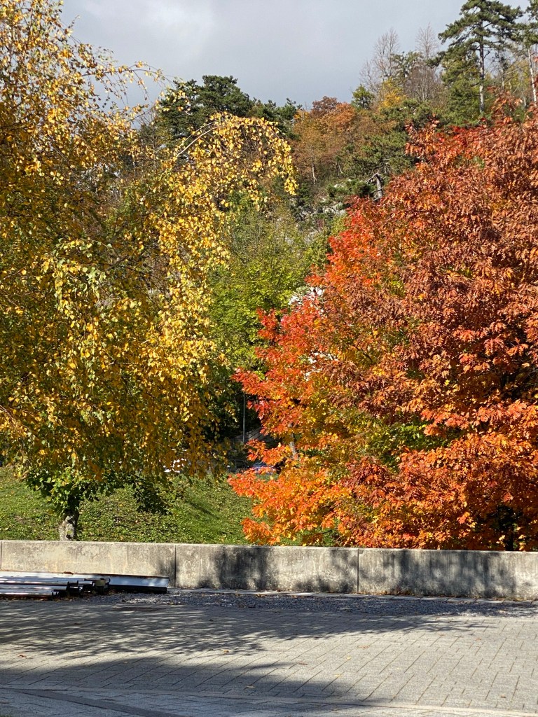 Trees near Postojna