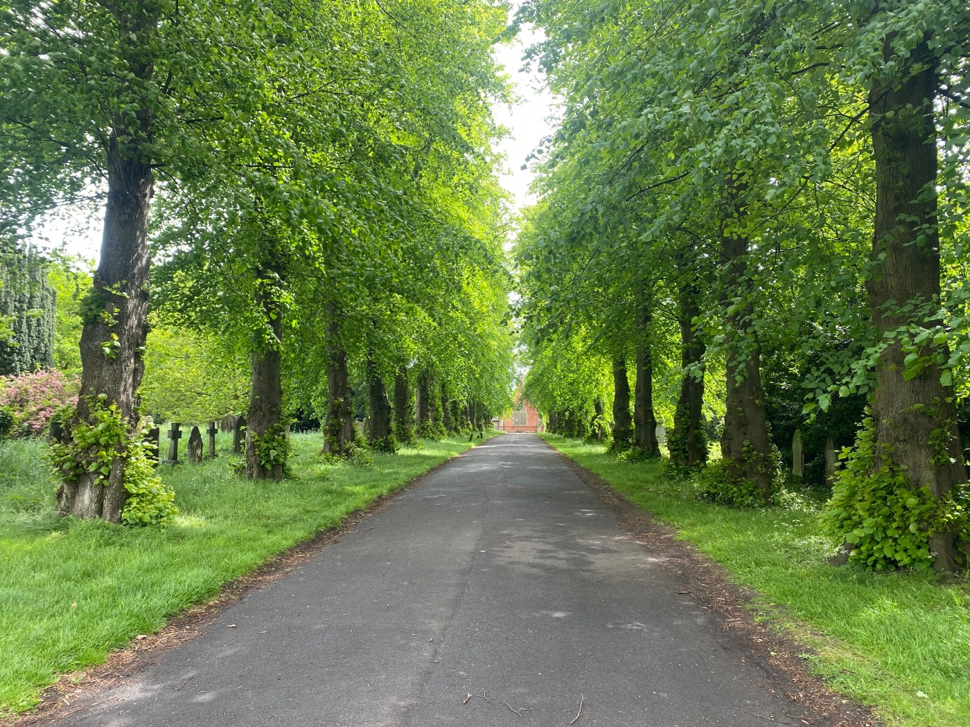 avenue of trees