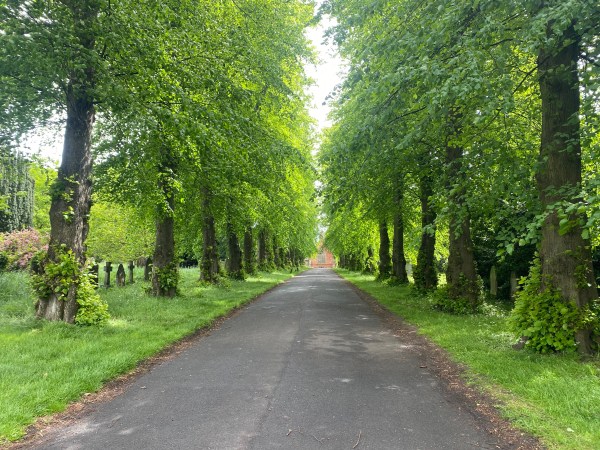 avenue of trees