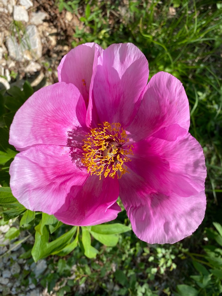 Peony