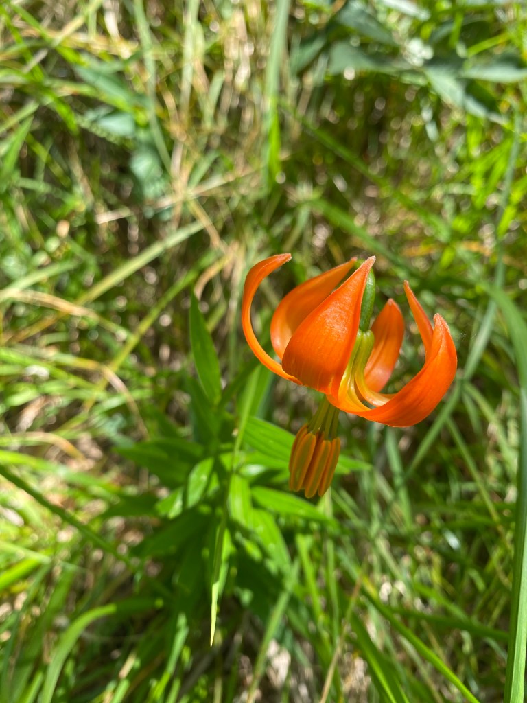 Lily, orange
