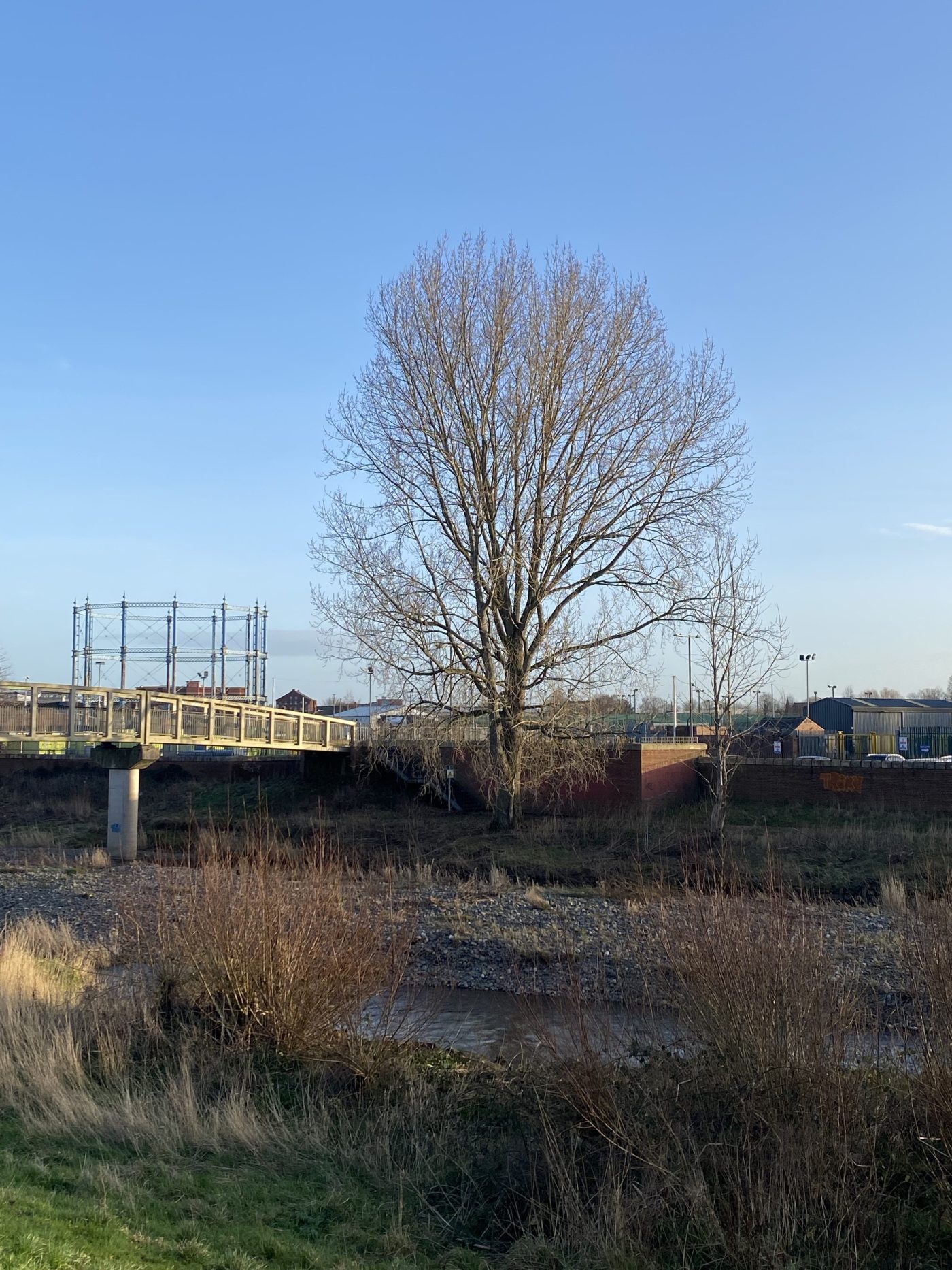 Tree in late January