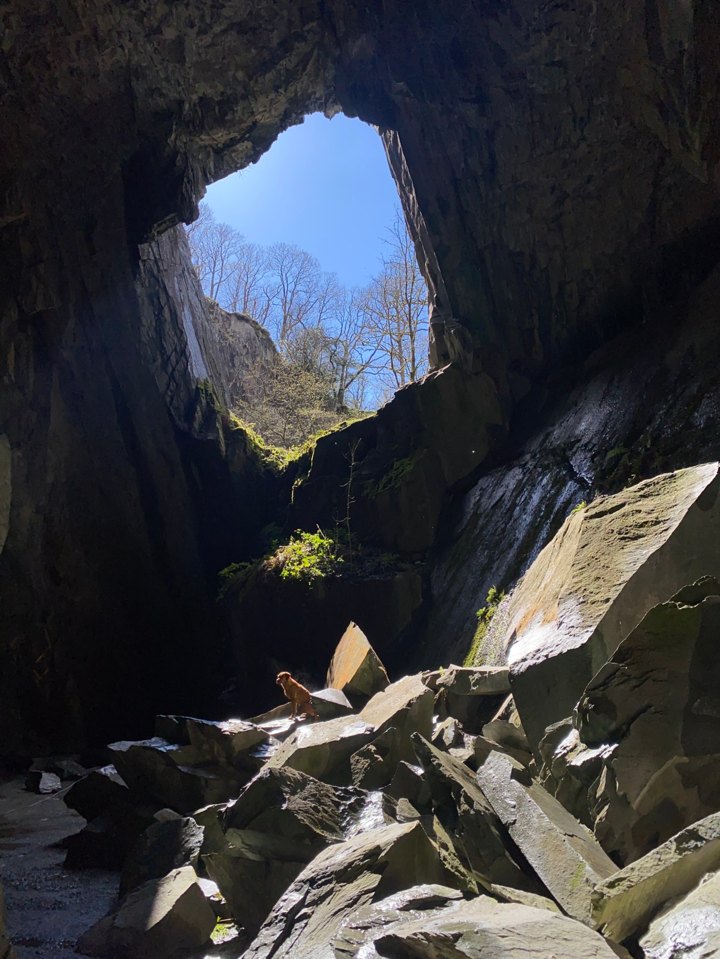 Cave mouth with dog in sunlight