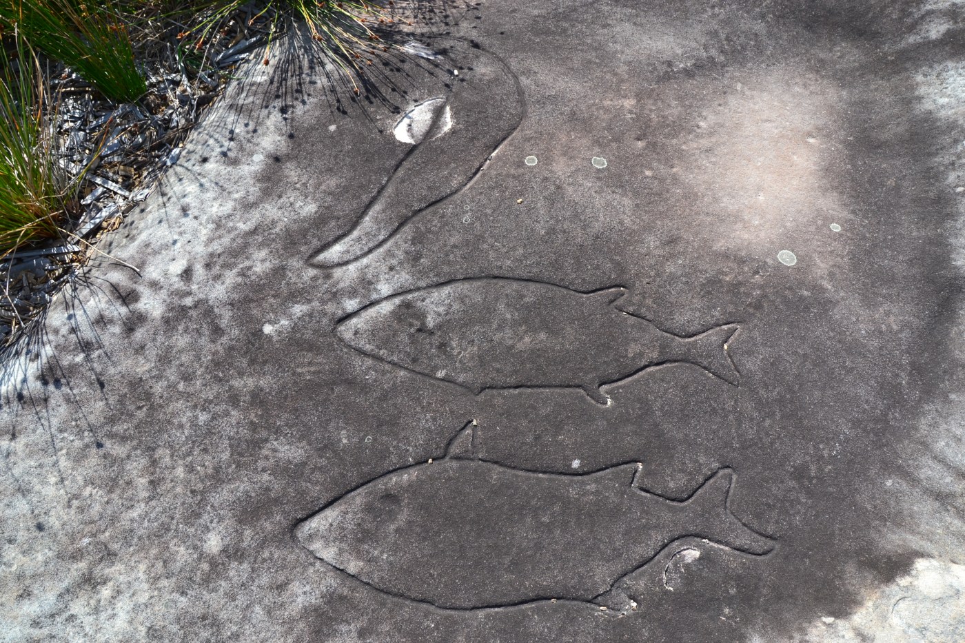 Whale Petroglyph