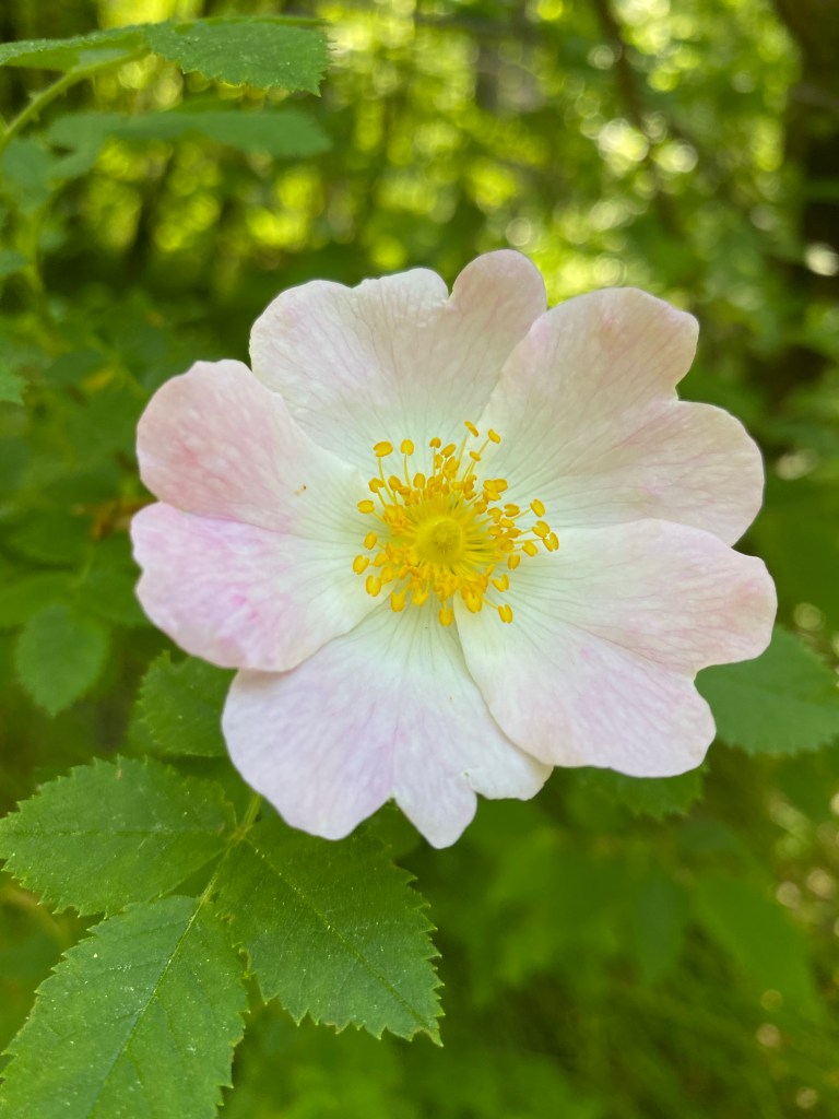 Wild rose
