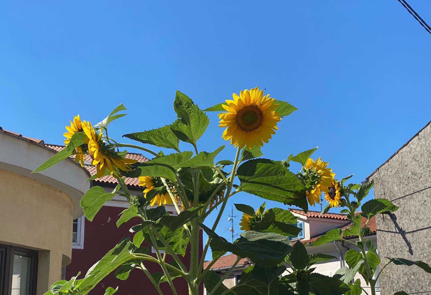 Sunflowers, blue sky