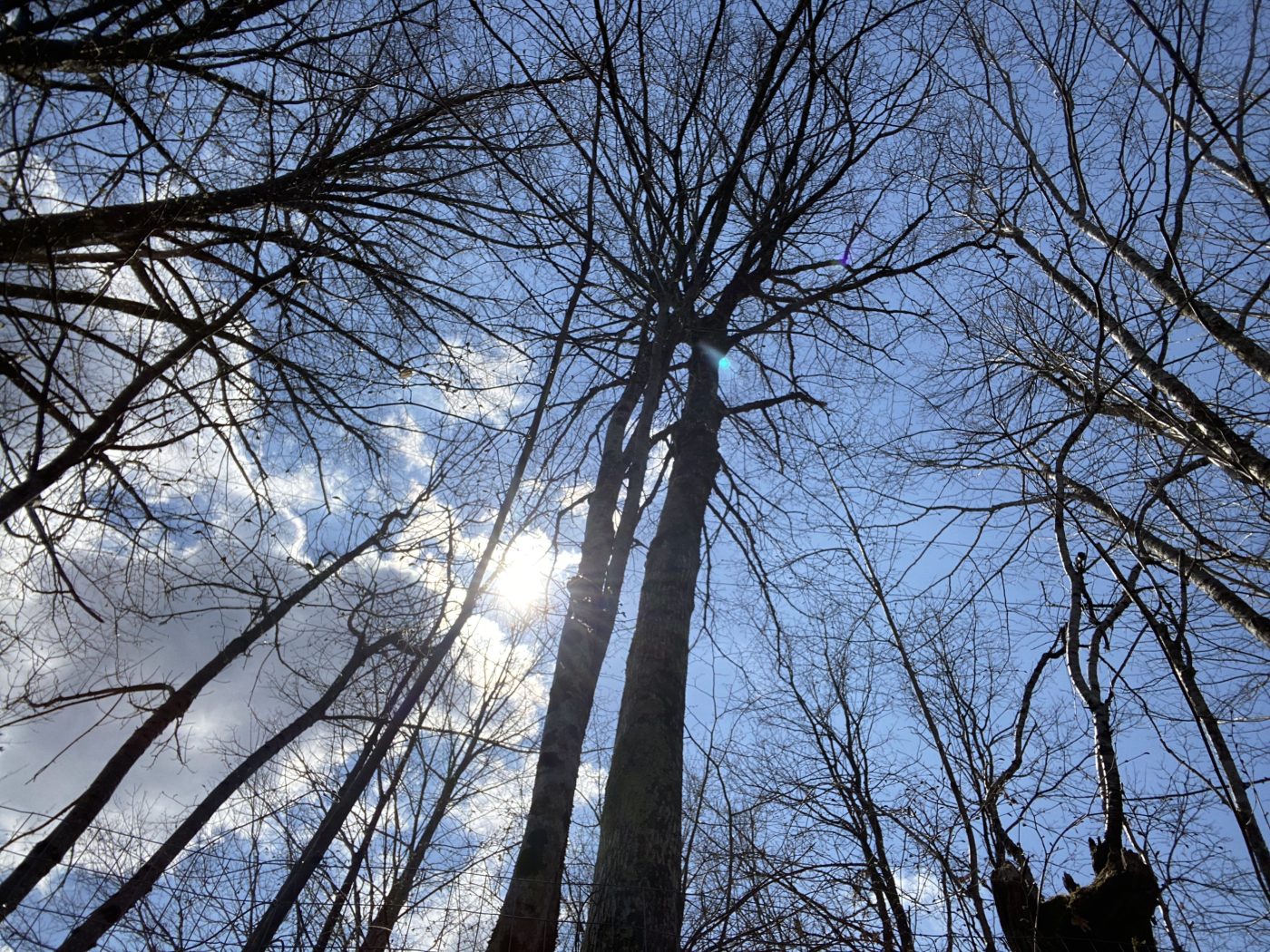 trees and blue sky