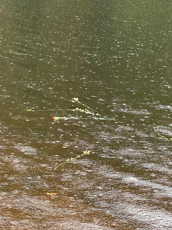 Carnations float down a river