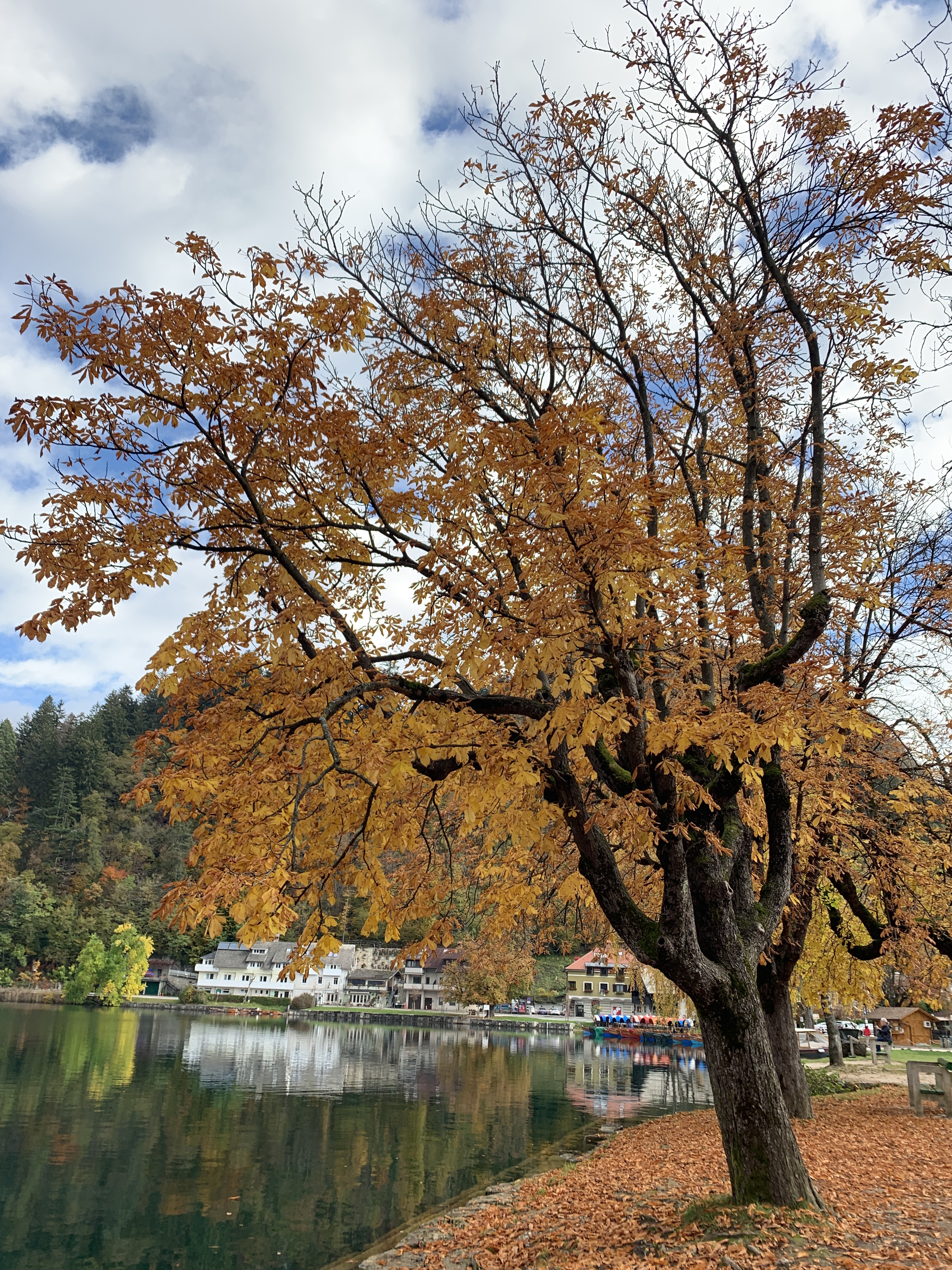 Autumn trees by lakeshort